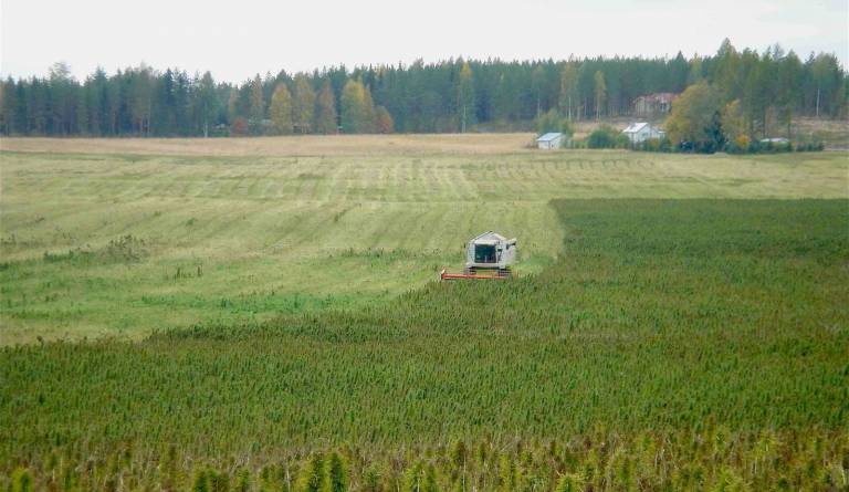 a field being harvested by machines