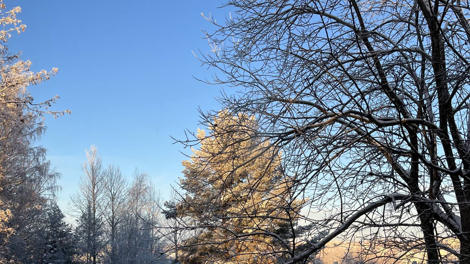 Blue sky with tree branches covered in snow showing on the sides