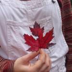 maple