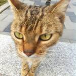 My local cat friend <3