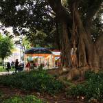 Cafeteria under a fig tree at Principe Real
