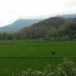 Mai chau