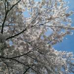Hanami 1