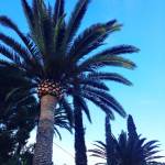 Castellon4