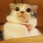 Cat_wtf