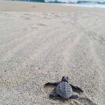 turtlee