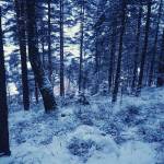 Snowy view in Epilä