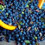 wild_berry-3