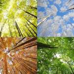 Four seasons