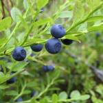Blueberries
