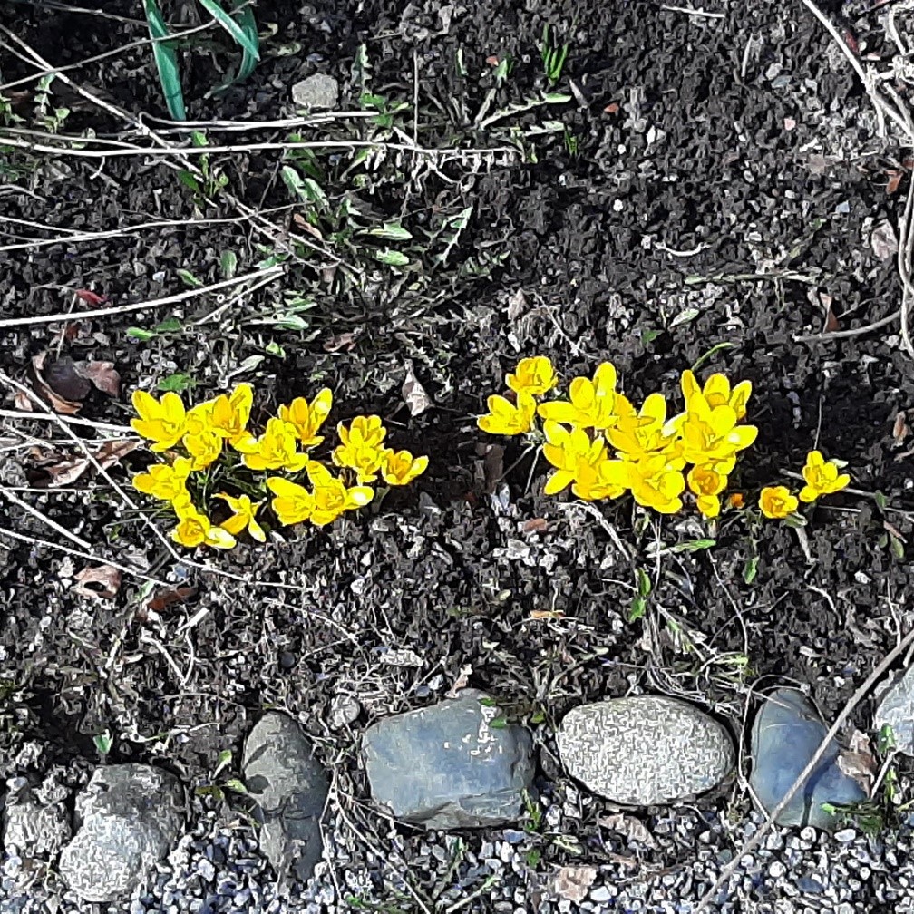 Kevään kukkia