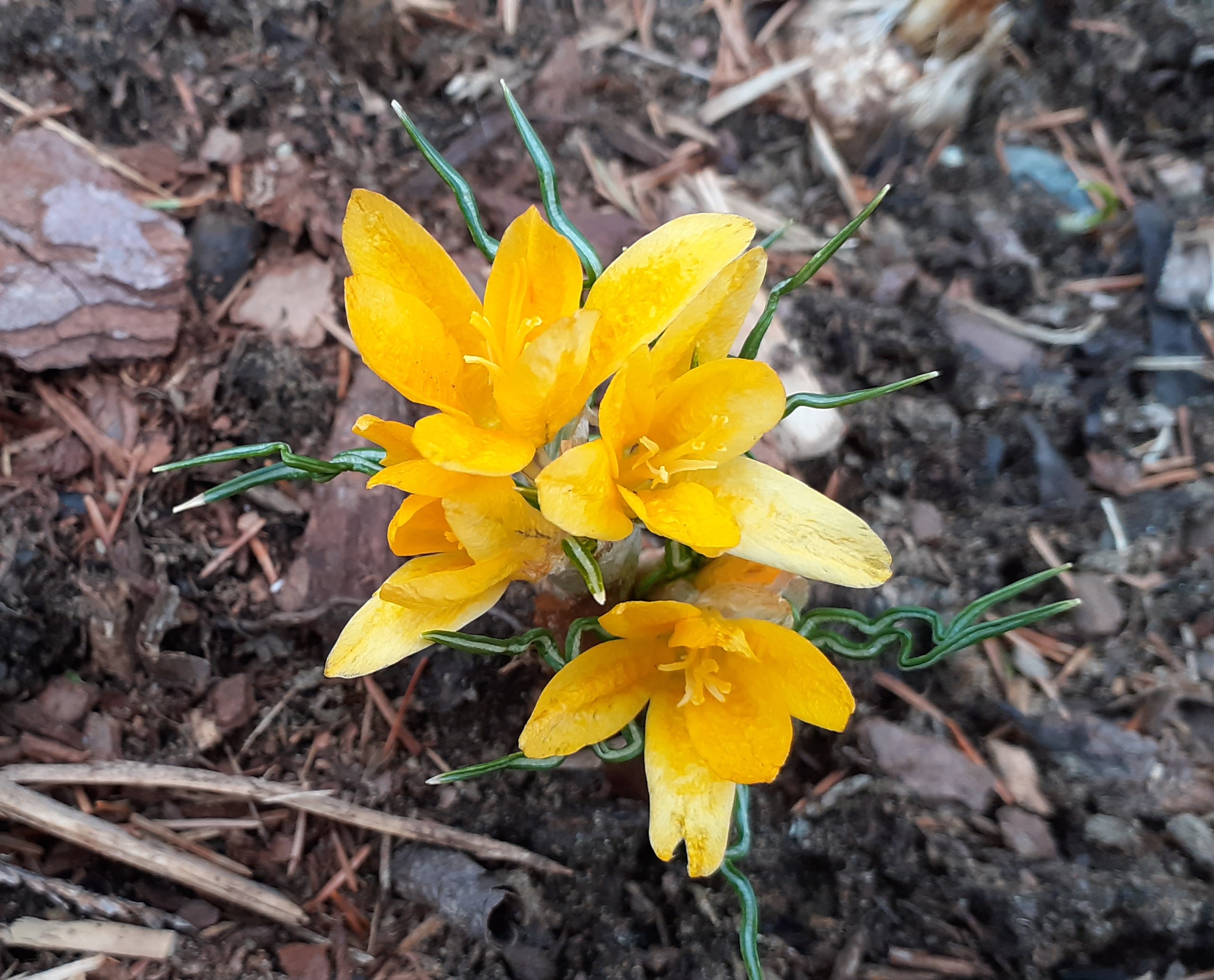 crocus flower
