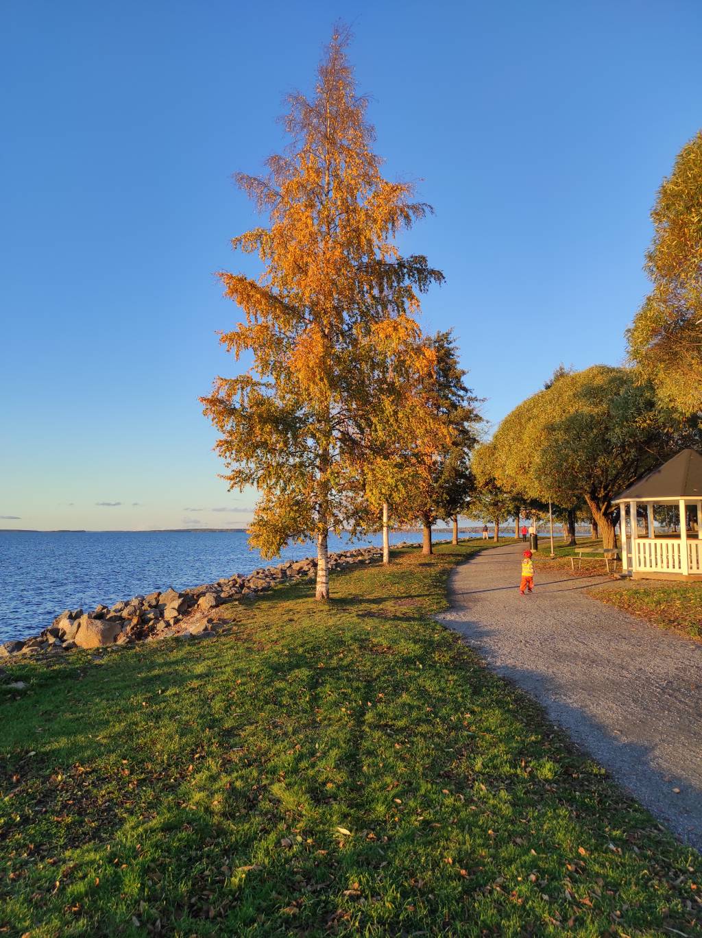 Beautiful trees during the autumn