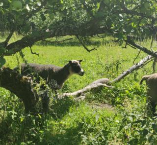 lammas