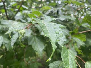 A leaf with a droplet of rain on it