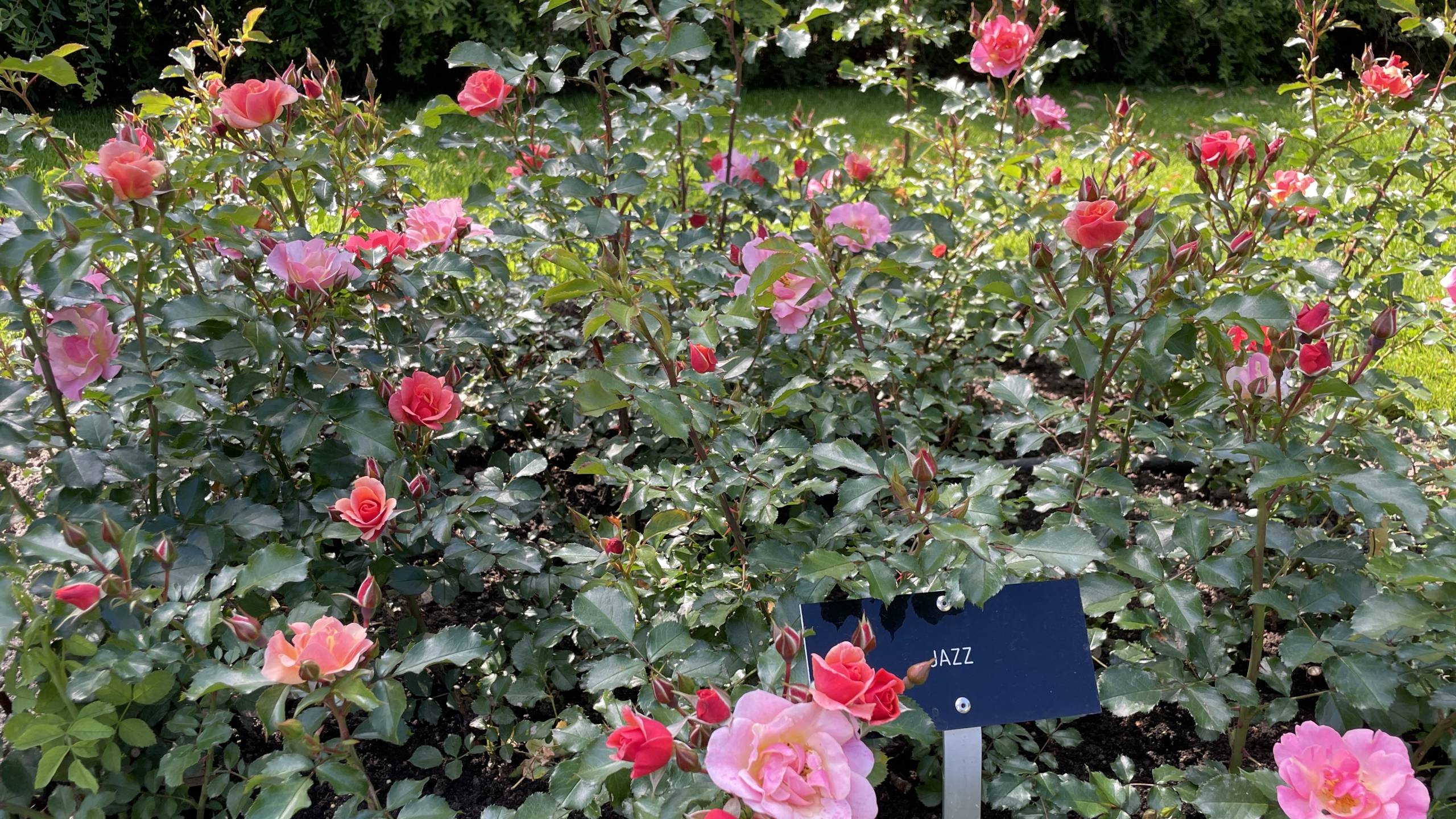 Hatanpää Arboretum’s roses in full bloom during summer