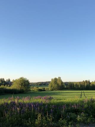 Summer scenary