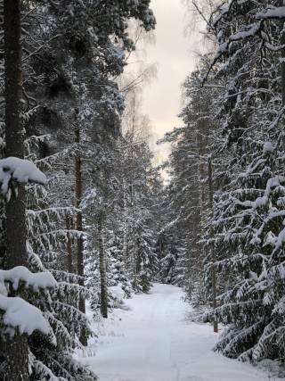 Winter scenary