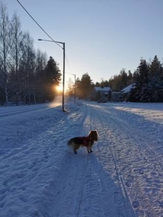 dog