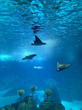 Lisbon Oceanarium