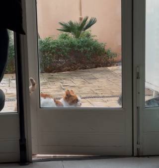 Kissa oven takana
