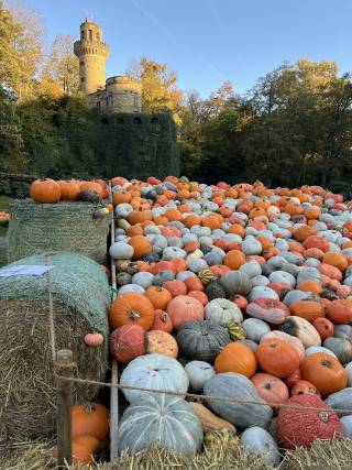 Pumpkin festival