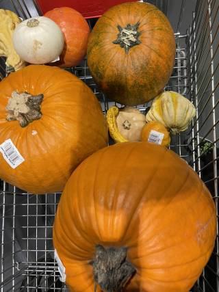 pumpkins and more pumpkins