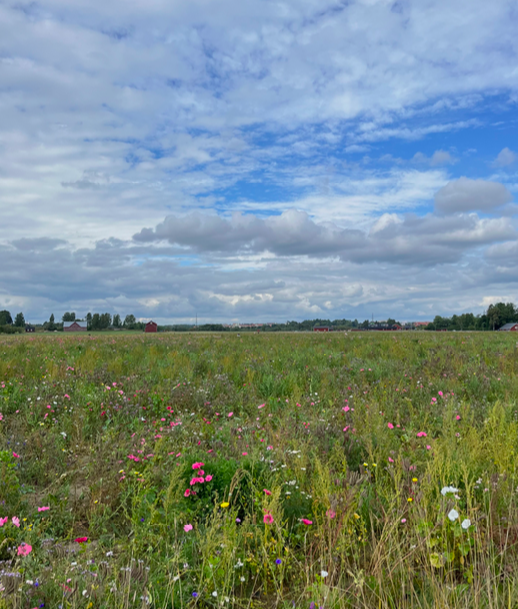 flower field