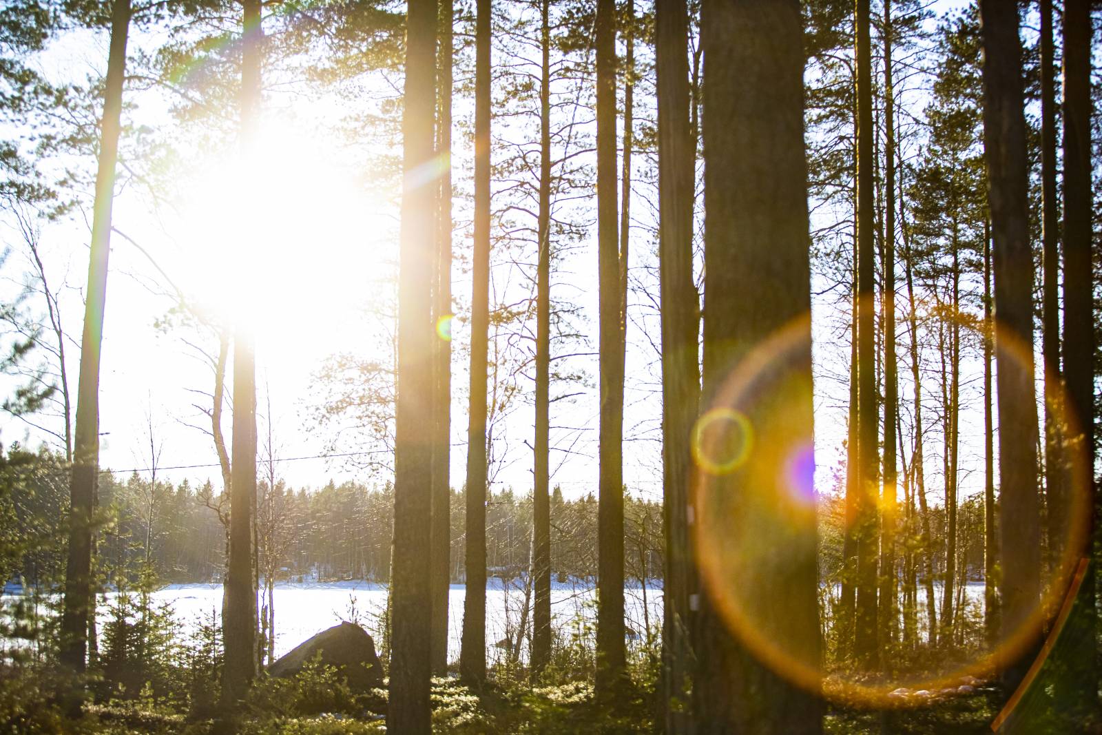 Forest in sunlight.