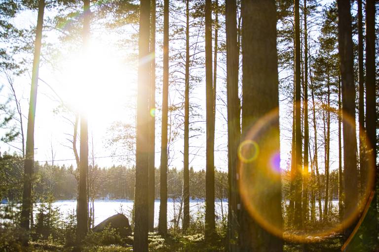 Forest in sunlight.