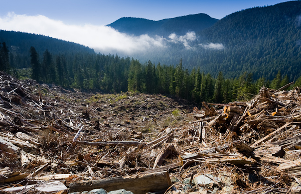 clearcut forest