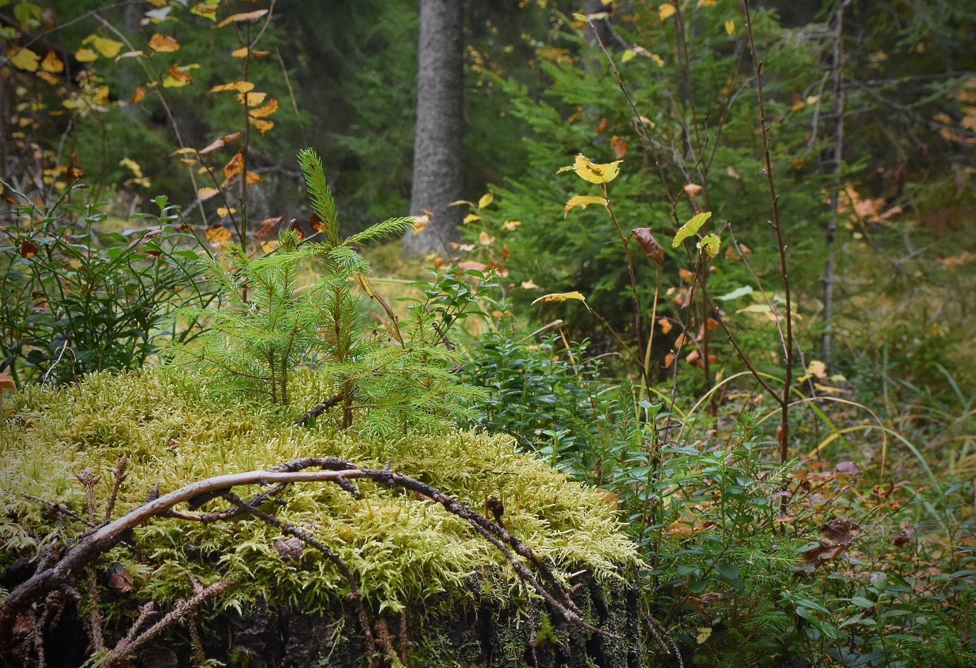 Metsämaisemaa