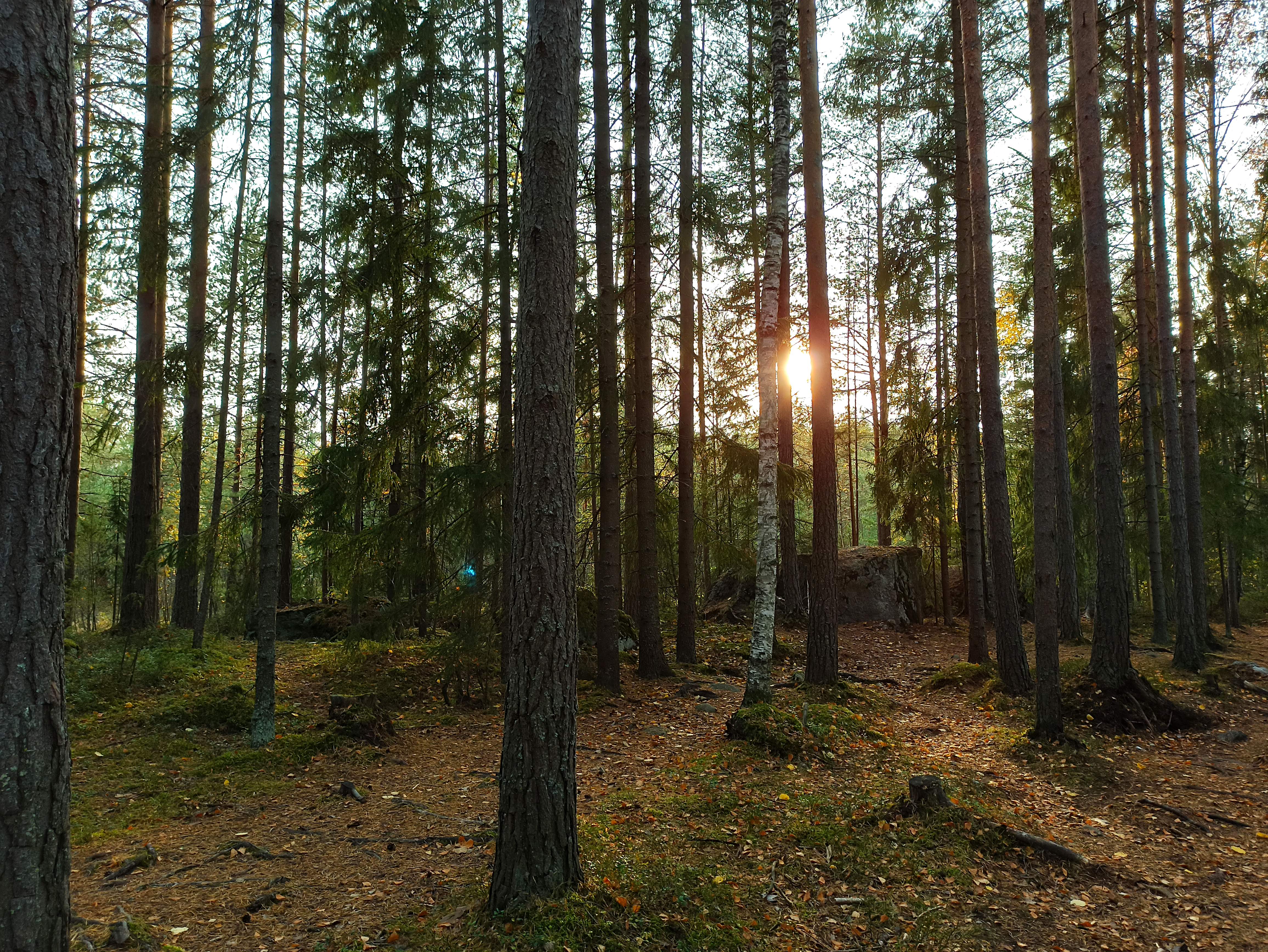 the sun shining through forest