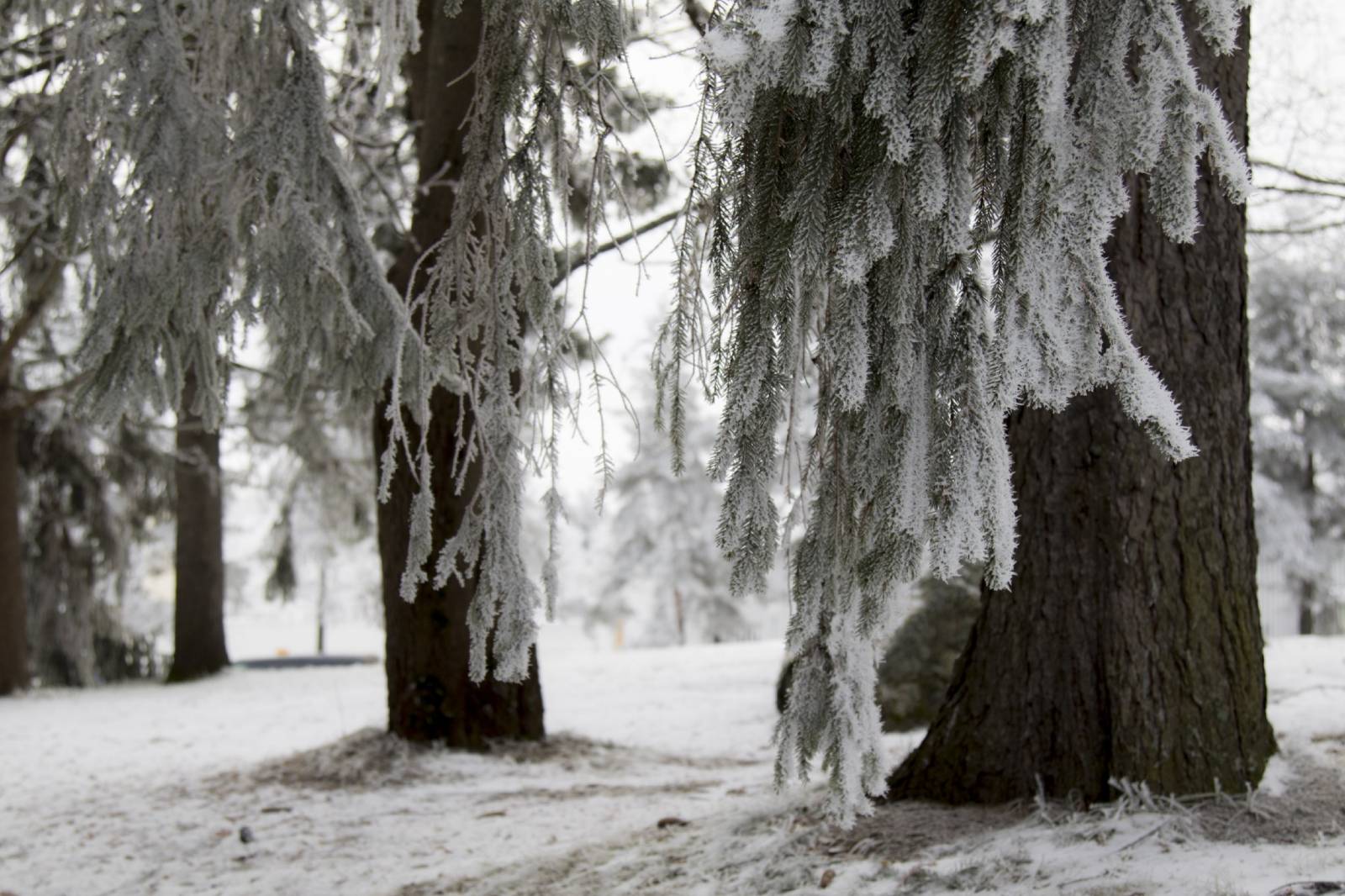 Winter trees