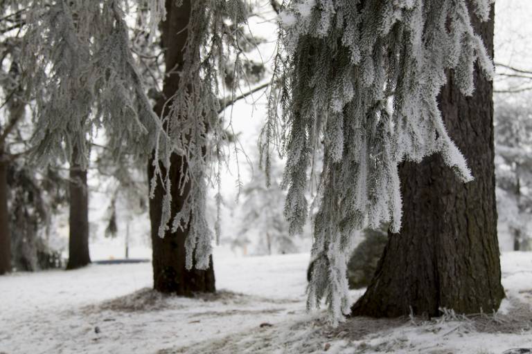 Winter trees