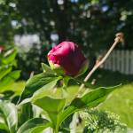 Peony in Summer