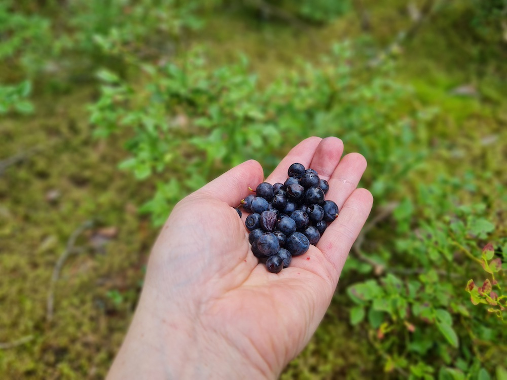 Blueberries