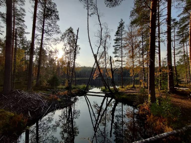 Järvimaisema.