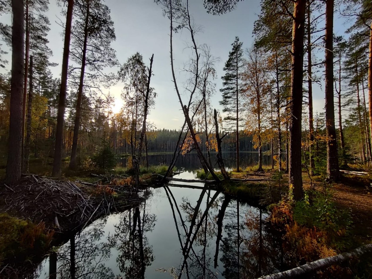 Järvimaisema.