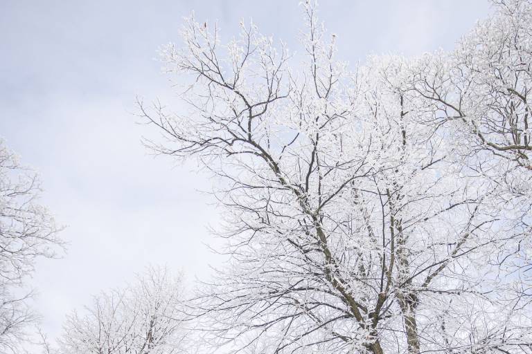 Snowy trees.