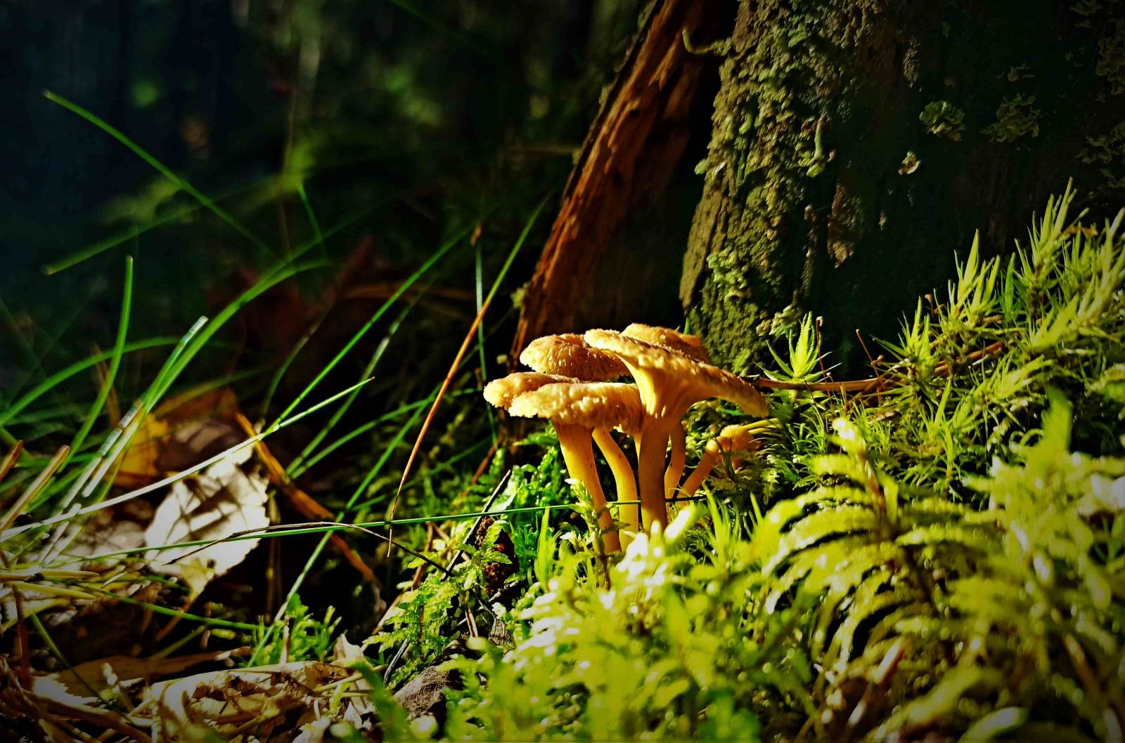 Craterellus tubaeformis in some moss and grass