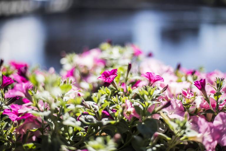 Pink bush flowers