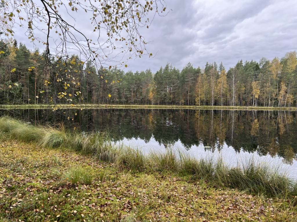 Tranquil autumn scene at Haukilammi lake in Tampere, with still water perfectly reflecting mixed evergreen and birch forest, framed by birch branches with yellow leaves overhead and grassy shoreline with fallen leaves in the foreground under an overcast sky.