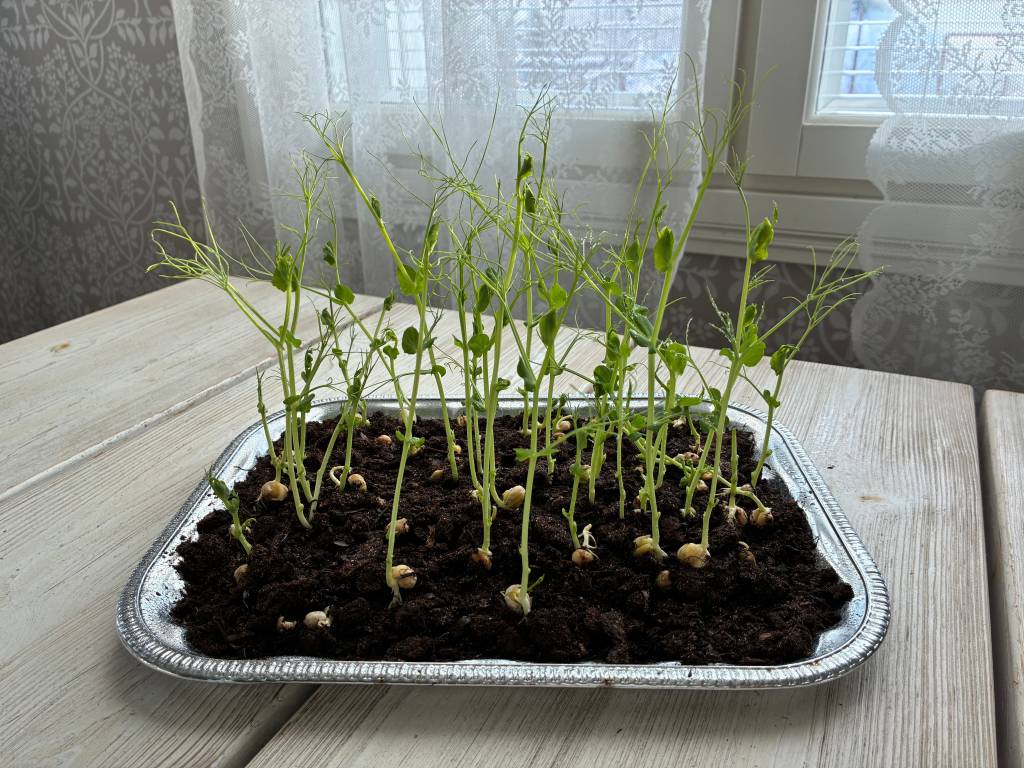 Kuvaterveiset Minttu Rantaselta, tamkilaiselta prosuumerilta. Kuva: Minttu Rantanen.