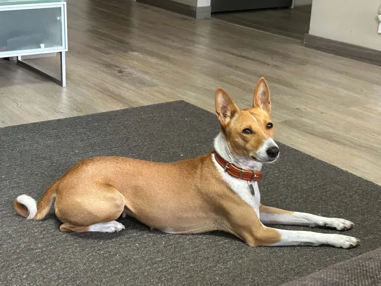 Kuvassa basenji Tähti – uusi ulkoiluttajani varmistaa, etten ihan sohvalle jämähdä!