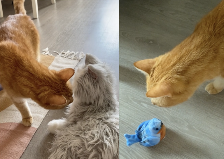 Orange cat approaching a cat-like robotic pet and a bird-like robotic pet.