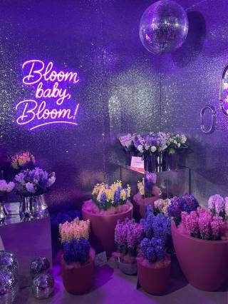 Hyasintteja kukkapurkeissa