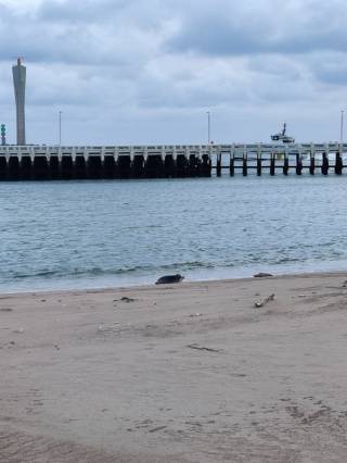 Hylkeitä rannalla makaamassa