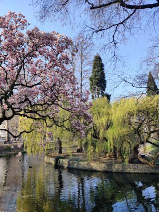 Kirsikkapuu kukkii joen töyrällä
