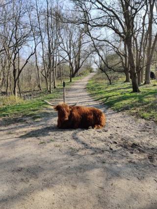 ylämaanlehmä makaa polulla